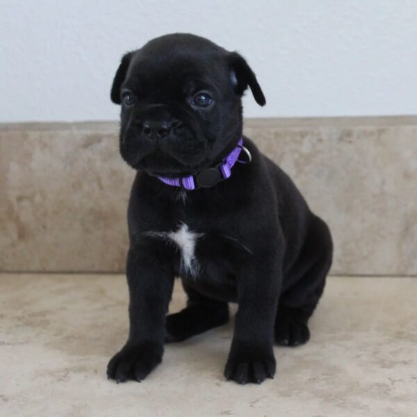 Shella – 3-Week-Old Female Cane Corso Puppy for Sale