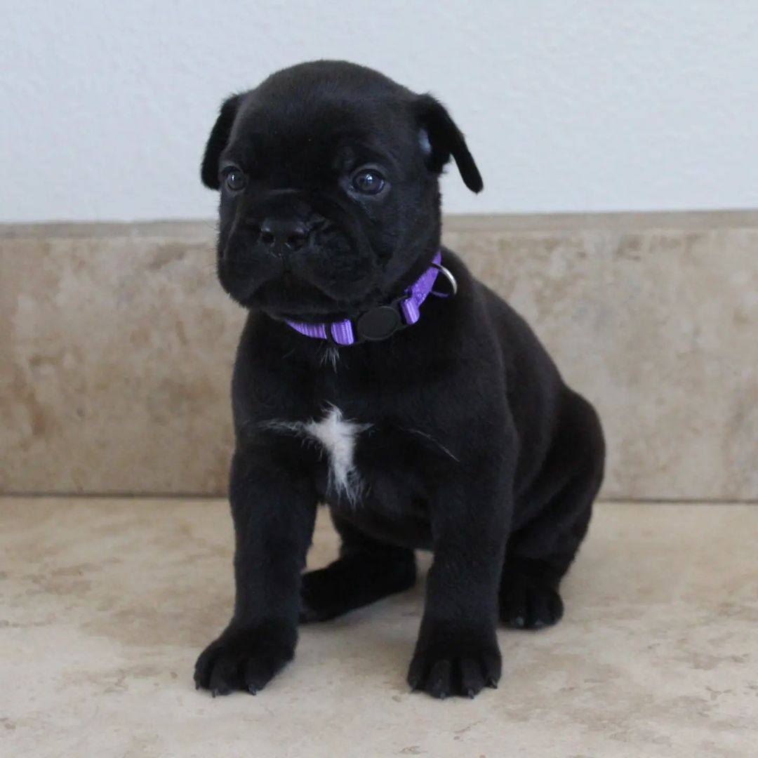 Shella – 3-Week-Old Female Cane Corso Puppy for Sale