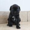 Shella – 3-Week-Old Female Cane Corso Puppy for Sale - Image 2