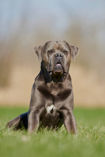 best dog food for cane corso with allergies
