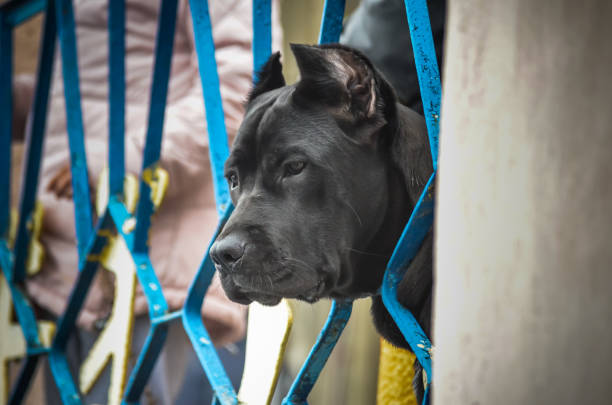 best dog food for cane corso with sensitive stomach