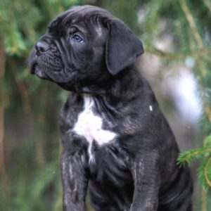 Meet Lili – Cane Corso Female Puppy