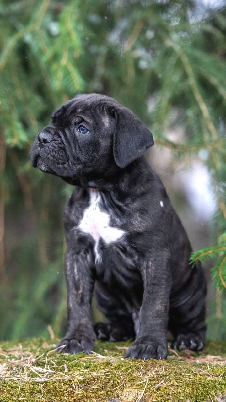 Meet Lili – Cane Corso Female Puppy