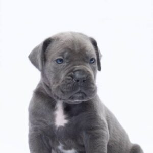 Meet Felos – Stunning Cane Corso