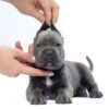 Meet Felos – Stunning Cane Corso - Image 2