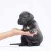 Meet Felos – Stunning Cane Corso - Image 3