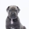 Meet Felos – Stunning Cane Corso - Image 4