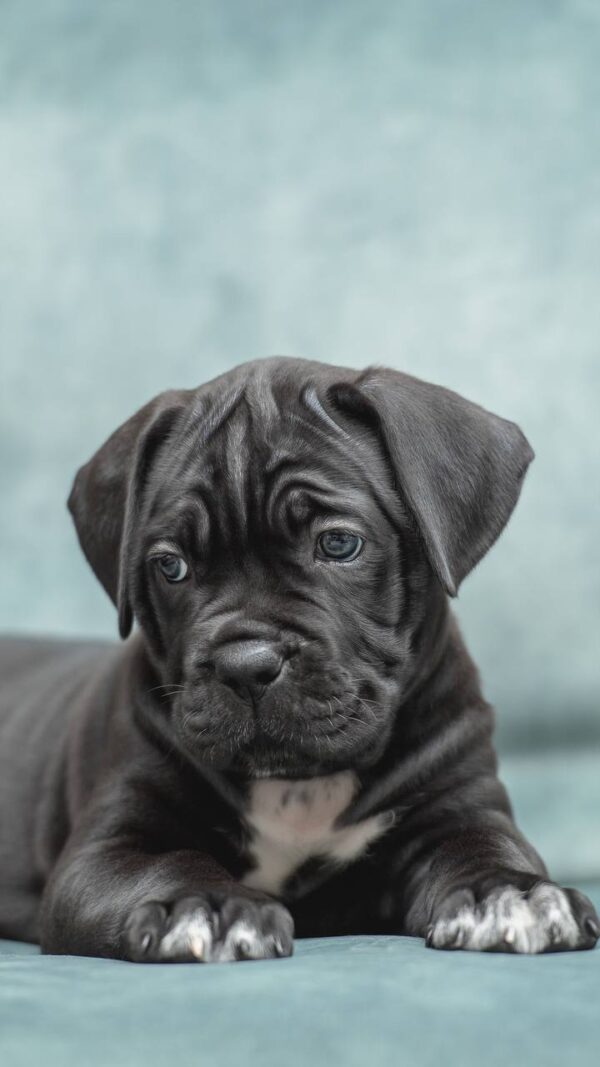 Meet Bruno – Cane Corso Puppy with Champion Potential