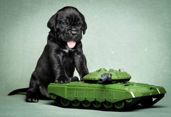 Meet Alice – Baby Cane Corso Puppy on Guard