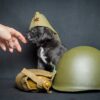 Meet Alice – Baby Cane Corso Puppy on Guard - Image 3