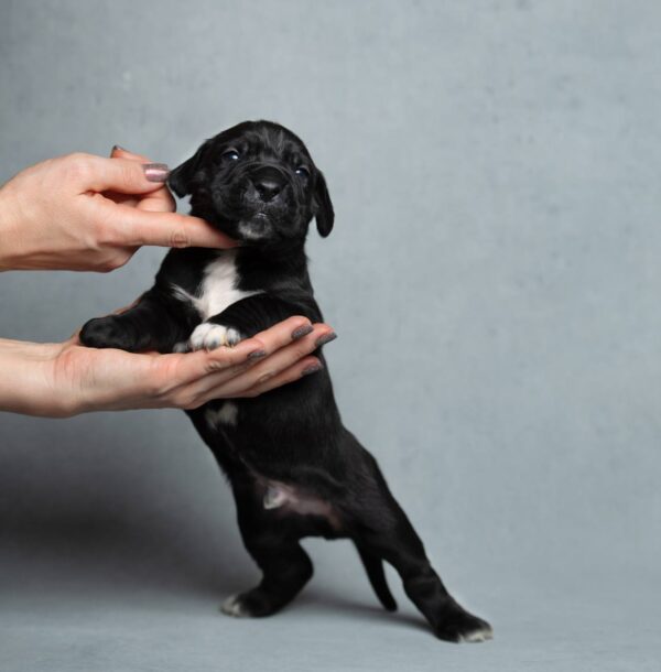 Meet Malick – Brave Little Cane Corso Pup