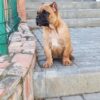 Meet Romeo: A Strong & Loyal Cane Corso Puppy - Image 3