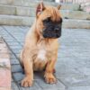Meet Romeo: A Strong & Loyal Cane Corso Puppy - Image 4