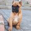 Meet Romeo: A Strong & Loyal Cane Corso Puppy - Image 5