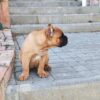 Meet Romeo: A Strong & Loyal Cane Corso Puppy - Image 6