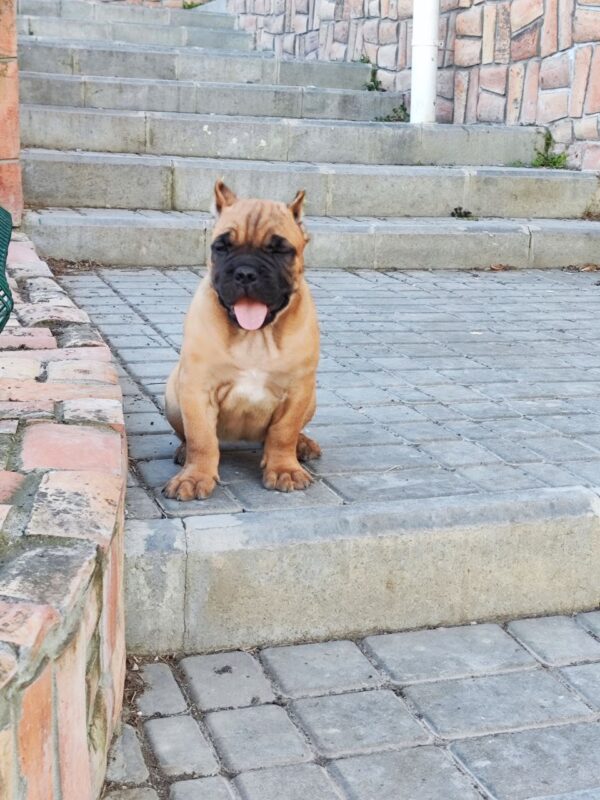 Meet Romeo: A Strong & Loyal Cane Corso Puppy