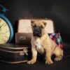 Premium Cane Corso Puppy for Sale – Loyal & Strong