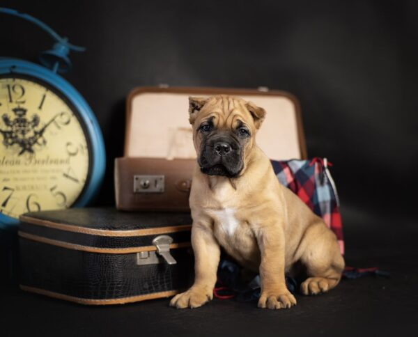 Premium Cane Corso Puppy for Sale – Loyal & Strong