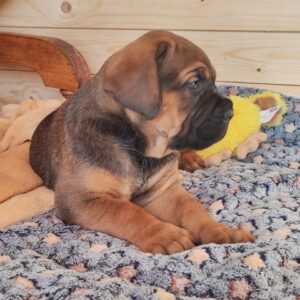 Melody – Female Cane Corso Puppy for Sale