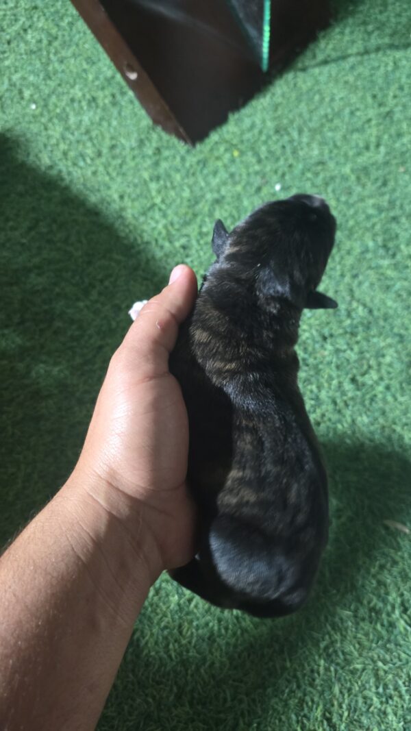 Brice – Young Cane Corso Puppy for Sale