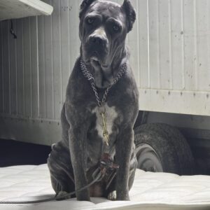 Melanny – Adult Cane Corso for Sale