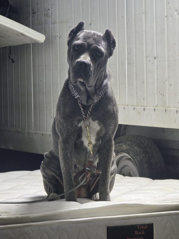 Melanny – Adult Cane Corso for Sale