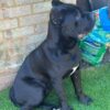 Brondon – 6-Week-Old Male Cane Corso Puppy for Sale - Image 2