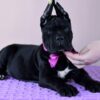 Brenda – 5-Week-Old Female Cane Corso Puppy for Sale - Image 2