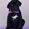 Brenda – 5-Week-Old Female Cane Corso Puppy for Sale - Image 3