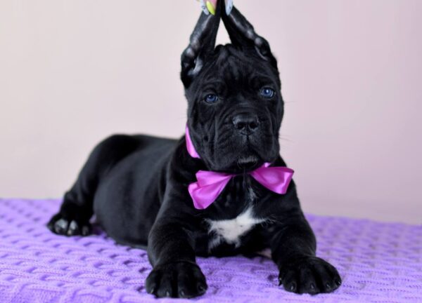 Brenda – 5-Week-Old Female Cane Corso Puppy for Sale