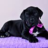 Brenda – 5-Week-Old Female Cane Corso Puppy for Sale - Image 4