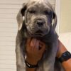 Shannel – 4-Week-Old Female Cane Corso Puppy for Sale - Image 2