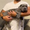 Shannel – 4-Week-Old Female Cane Corso Puppy for Sale - Image 3