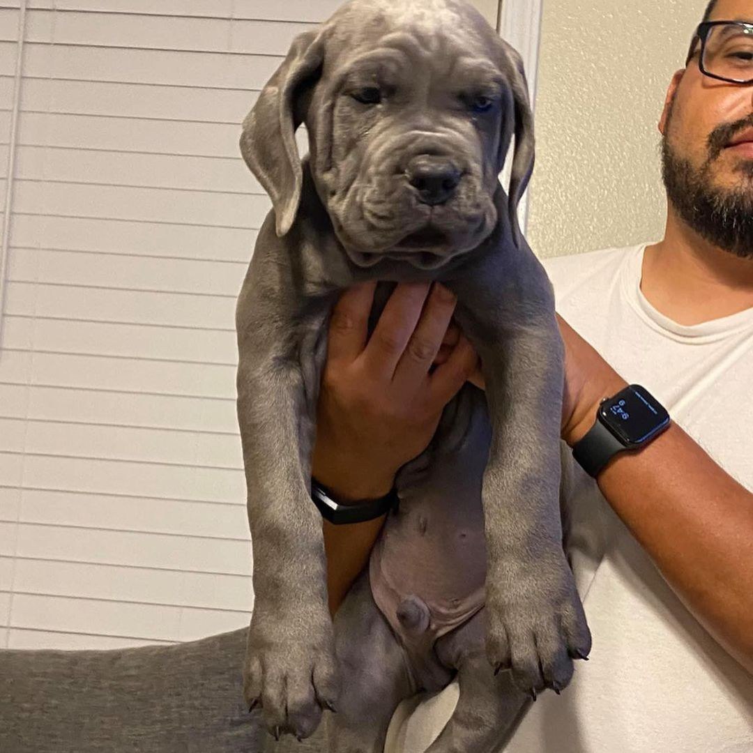 Shannel – 4-Week-Old Female Cane Corso Puppy for Sale