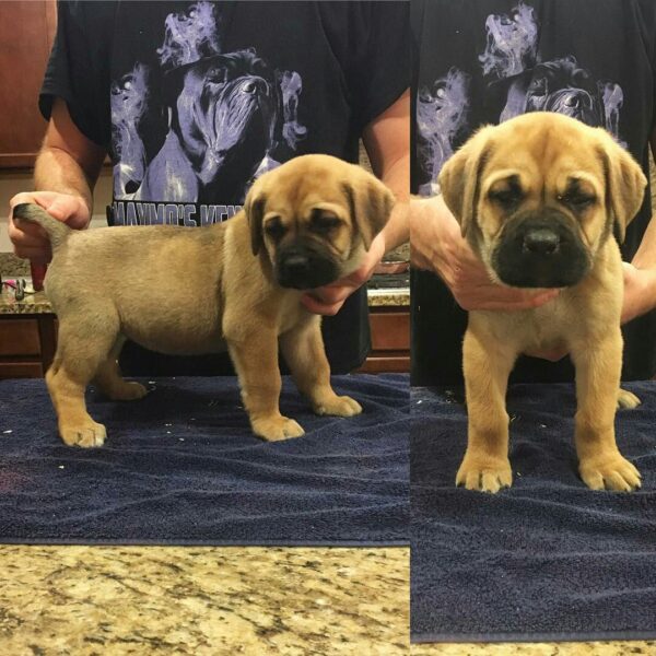 Shella – 3-Week-Old Cane Corso Puppy