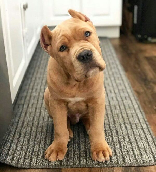 Bridget – 6-Week-Old Cane Corso Puppy: A Perfect Start