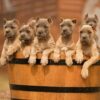 Bridget – 6-Week-Old Cane Corso Puppy: A Perfect Start - Image 2