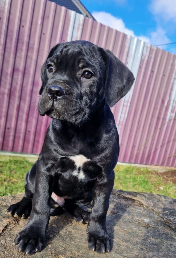 Wilson – 5-Week-Old Cane Corso Puppy: A Strong Start