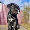 Wilson – 5-Week-Old Cane Corso Puppy: A Strong Start - Image 2