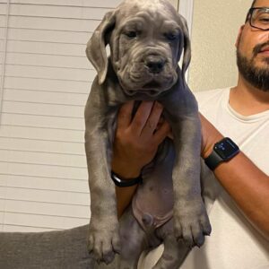 Nelly – 5-Week-Old Cane Corso Puppy with a Bright Future