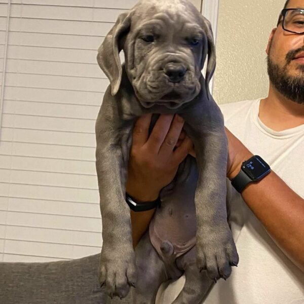 Nelly – 5-Week-Old Cane Corso Puppy with a Bright Future