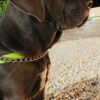 John – 7-Week-Old Cane Corso Puppy Ready for His Forever Home