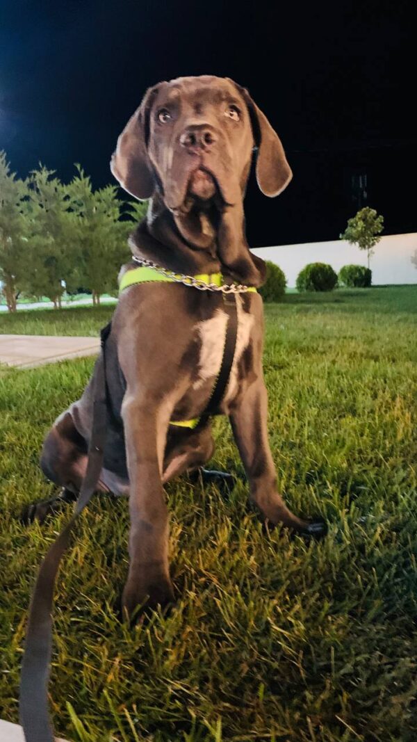 John – 7-Week-Old Cane Corso Puppy Ready for His Forever Home