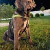 John – 7-Week-Old Cane Corso Puppy Ready for His Forever Home - Image 3
