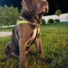 John – 7-Week-Old Cane Corso Puppy Ready for His Forever Home - Image 4