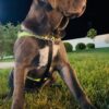 John – 7-Week-Old Cane Corso Puppy Ready for His Forever Home - Image 5
