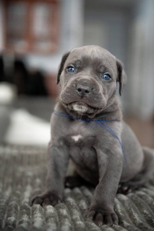Ramson – 2-Week-Old Cane Corso Puppy with a Strong Start