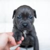 Melanie – 2-Week-Old Cane Corso Puppy with a Promising Start