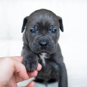 Melanie – 2-Week-Old Cane Corso Puppy with a Promising Start