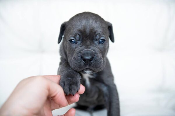 Melanie – 2-Week-Old Cane Corso Puppy with a Promising Start